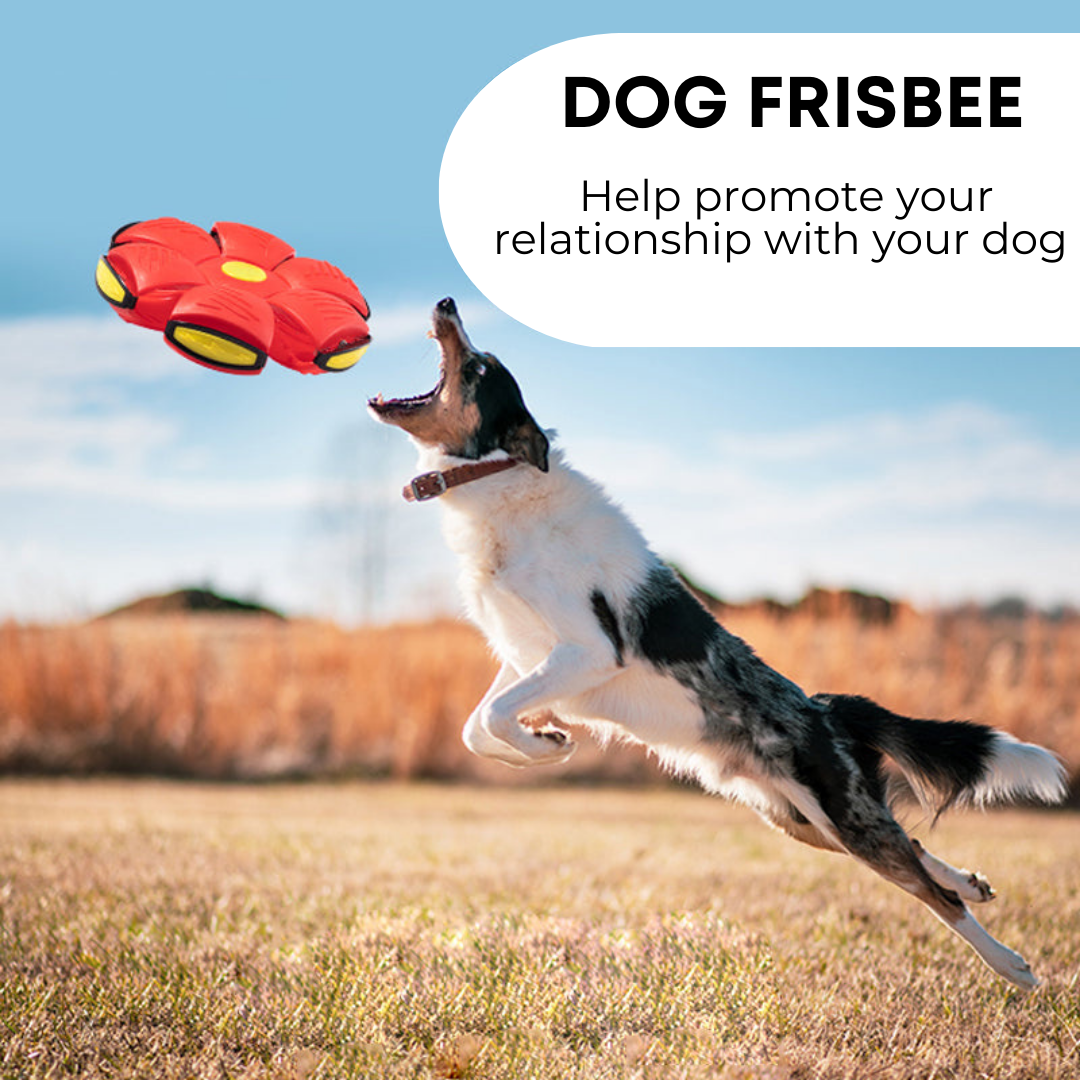 Fetch&Purr™ Dog Frisbee